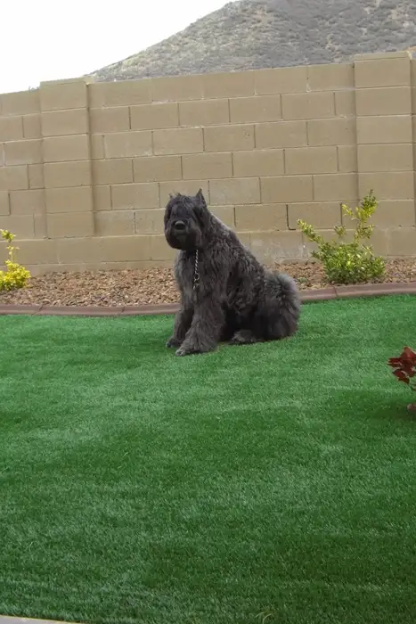 Dedicated Landscaper